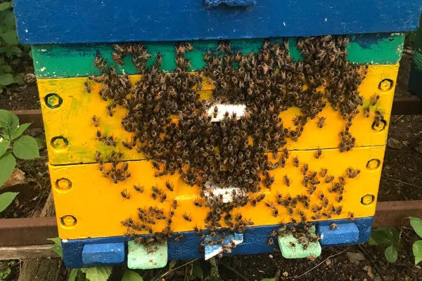ul z pszczołami